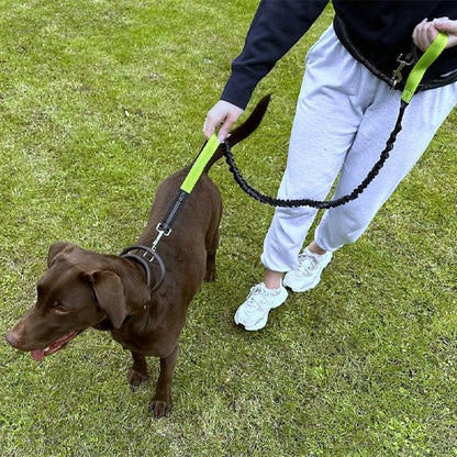 laisse main libre pour chien ceinture ajustable