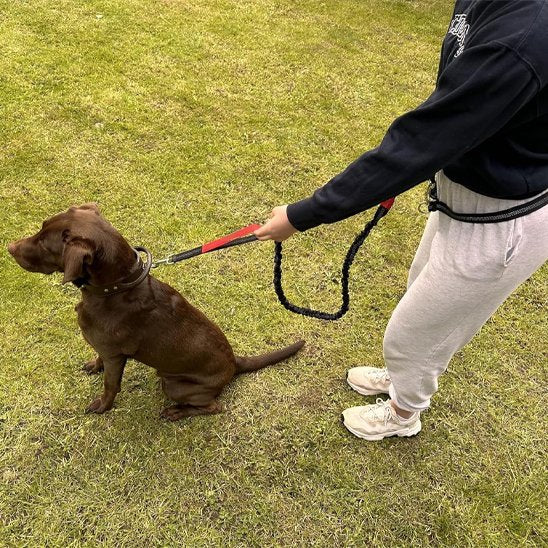 laisse main libre pour chien course pratique