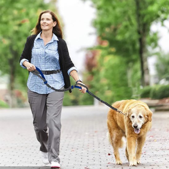 laisse main libre pour chien promenade confort