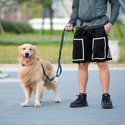 laisse main libre pour chien sécurité réfléchissante