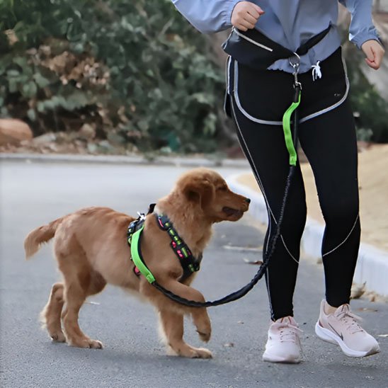 laisse mains libres pour chien nylon résistante