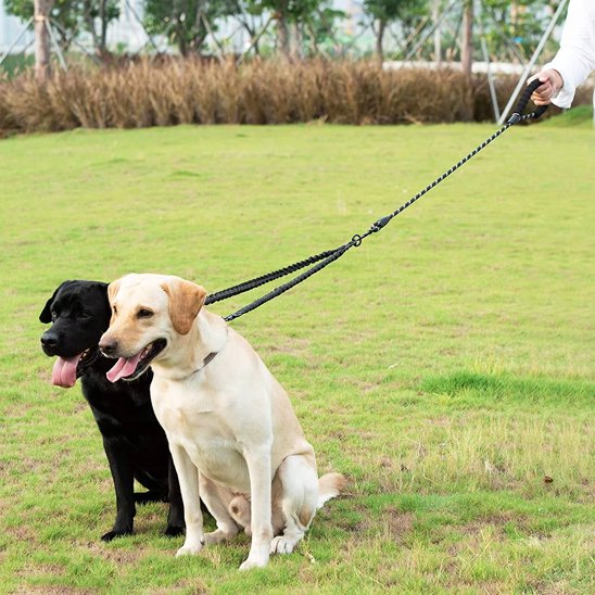 laisse pour 2 chiens deux attaches