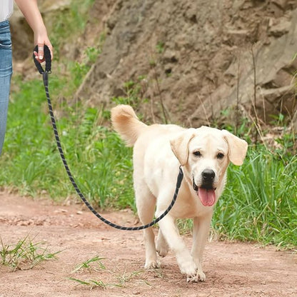 laisse pour 2 chiens en balade