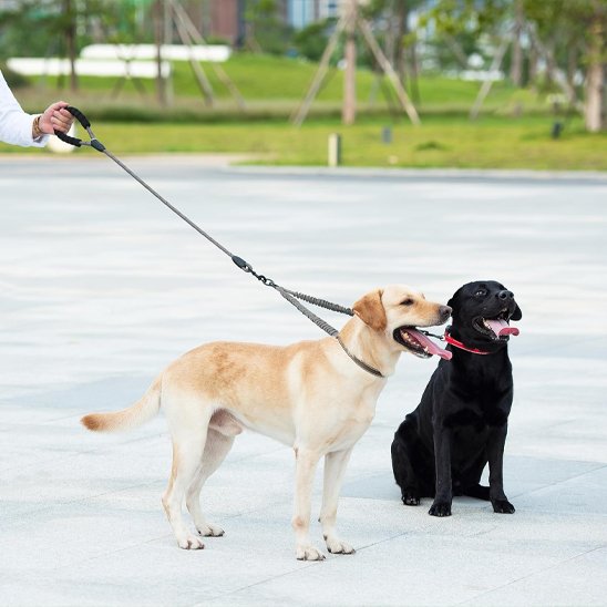 laisse pour 2 chiens en extérieur