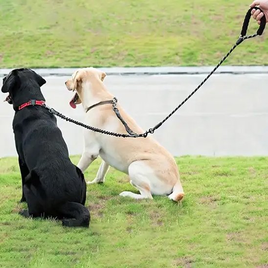 laisse pour 2 chiens pour promenade