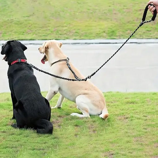 laisse pour 2 chiens pour promenade