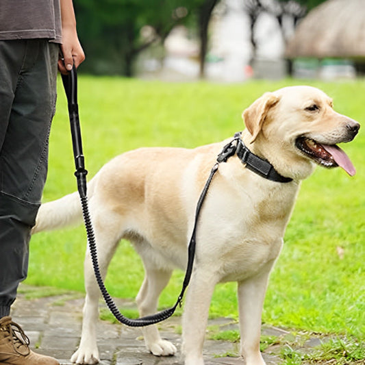 laisse pour chien anti traction