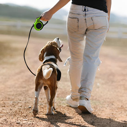 laisse pour chien balade extérieur