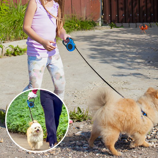 laisse pour chien extérieur quotidien