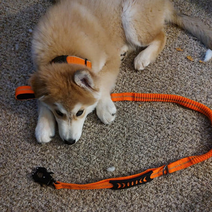 laisse pour chien orange ajustable