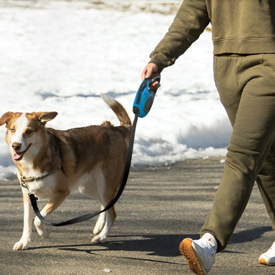 laisse pour chien promenade quotidienne