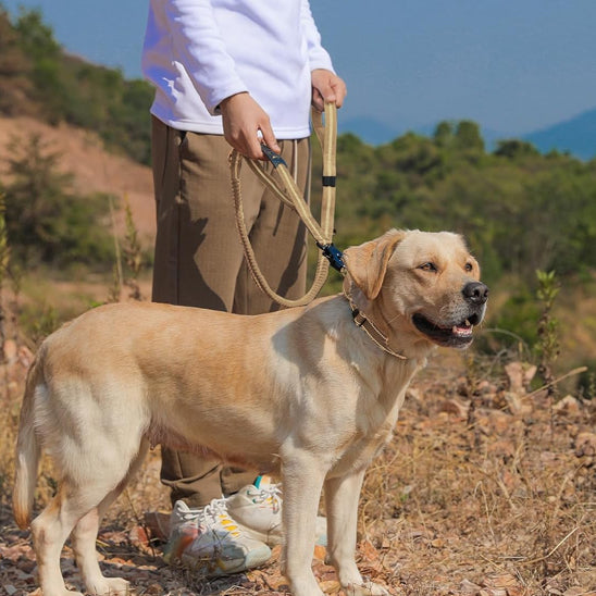 laisse pour chien robuste