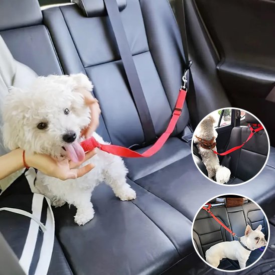 laisse pour chien voiture anti morsure solide
