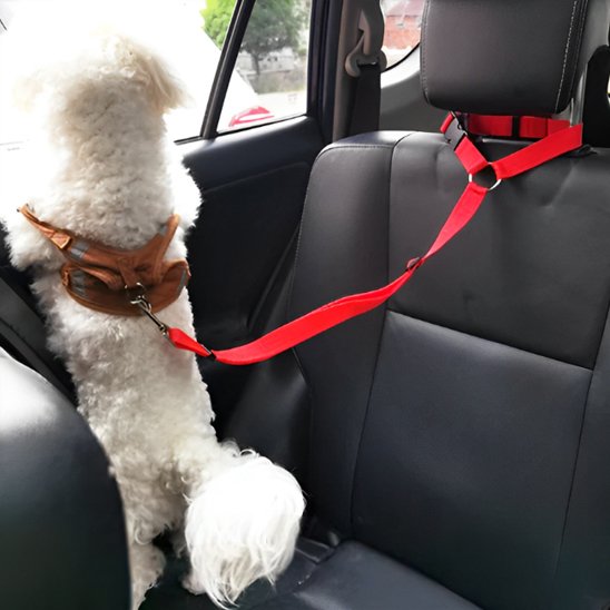 laisse pour chien voiture pratique quotidien