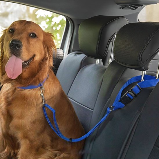 laisse pour chien voiture résistante durable