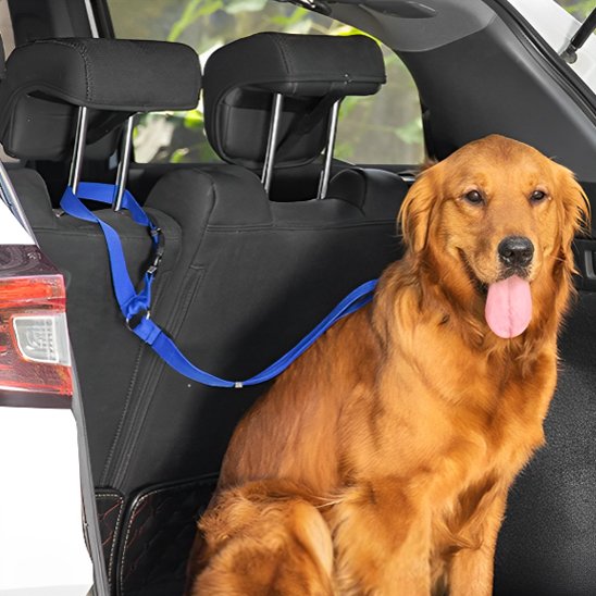 laisse pour chien voiture sécurité animal