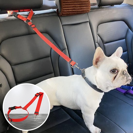 laisse pour chien voiture sécurité transport