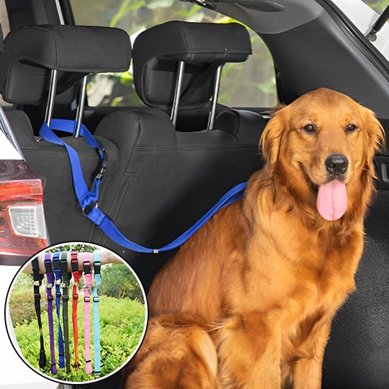 laisse pour chien voiture transport quotidien