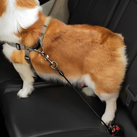 laisse voiture chien attache solide