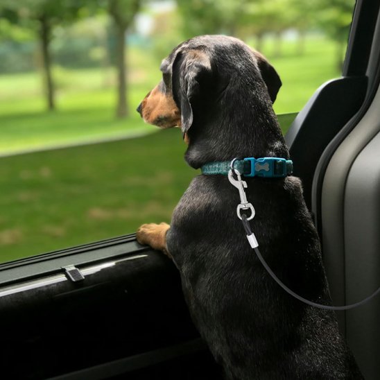 laisse voiture chien fixation ceinture