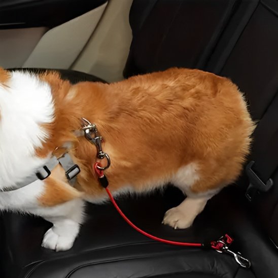 laisse voiture chien sécurité auto