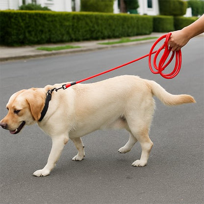longe chiens éducation contrôle