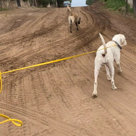 longe pour chien balade extérieure