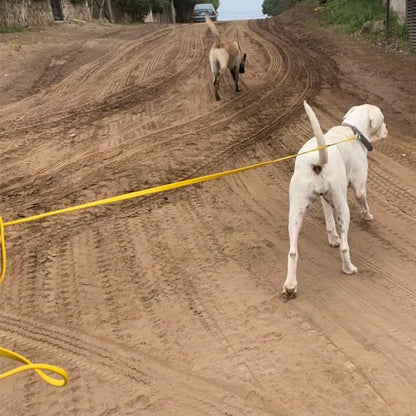 longe pour chien balade extérieure
