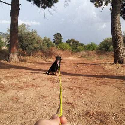 longe pour chien entrainement
