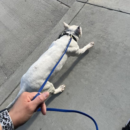 longe pour chien longue distance 