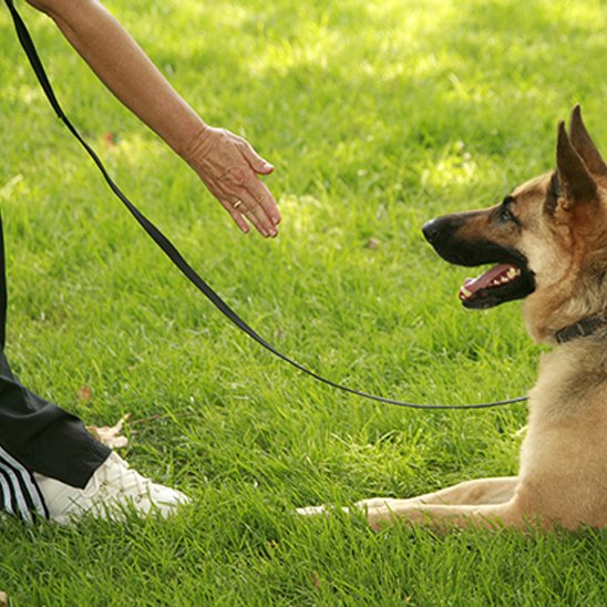 longe pour chien promenade quotidienne
