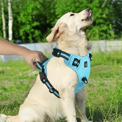 main qui retient chien avec harnais chien