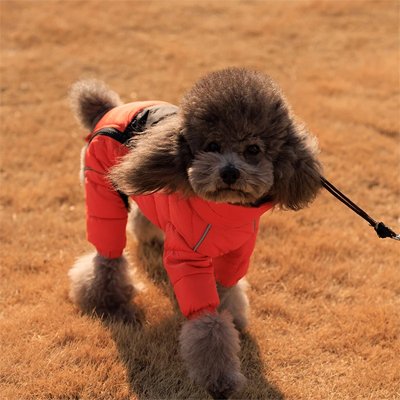 manteau chien chaud protection contre froid
