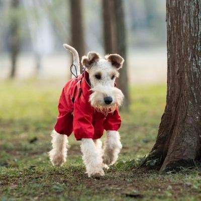 manteau chien imperméable avec capuche