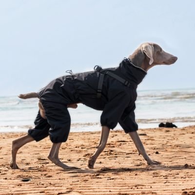 manteau chien imperméable balade extérieur