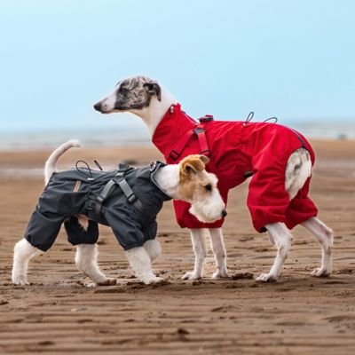 manteau chien imperméable chien dehors