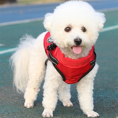 manteau chien imperméable pour temps froid