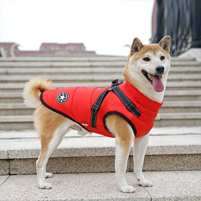 manteau chien imperméable protection pluie légère 