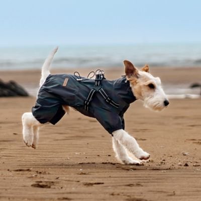manteau chien imperméable sous la pluie