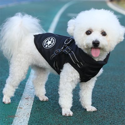 manteau chien imperméable style quotidien confort