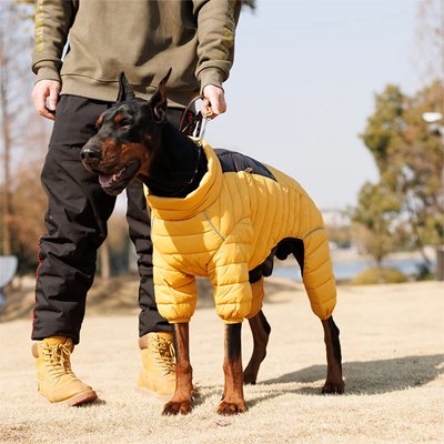 manteau chien style pour promenade hiver