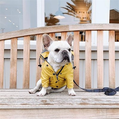 manteau imperméable pour chien balade extérieur