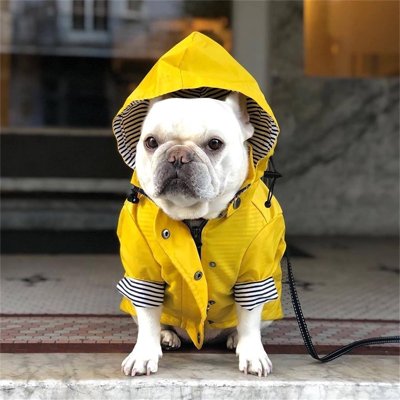 manteau imperméable pour chien chien dehors