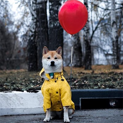 manteau imperméable pour chien protection pluie