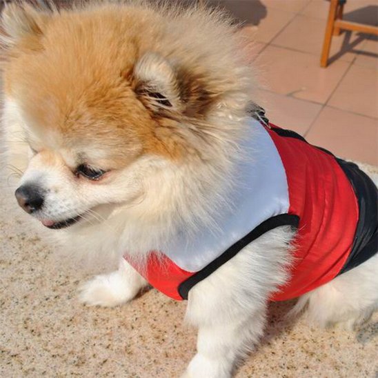manteau petit chien chaud coupe vent hiver