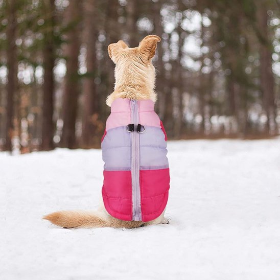 manteau petit chien doux protection froid