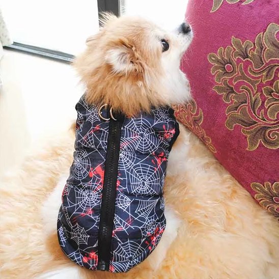 manteau petit chien imperméable style moderne