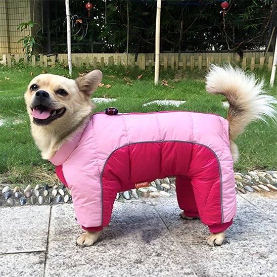 manteaux pour chien hiver petit chien