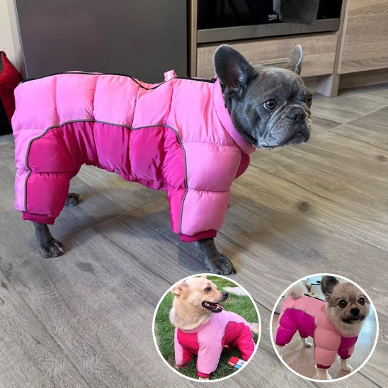 manteaux pour chien petits chiens hiver