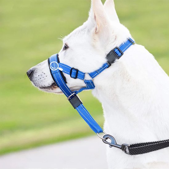 muselière chien adaptée aux promenades